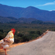 Illustration for article titled Why I Talked About Chickens to a Room Full of Game Developers
